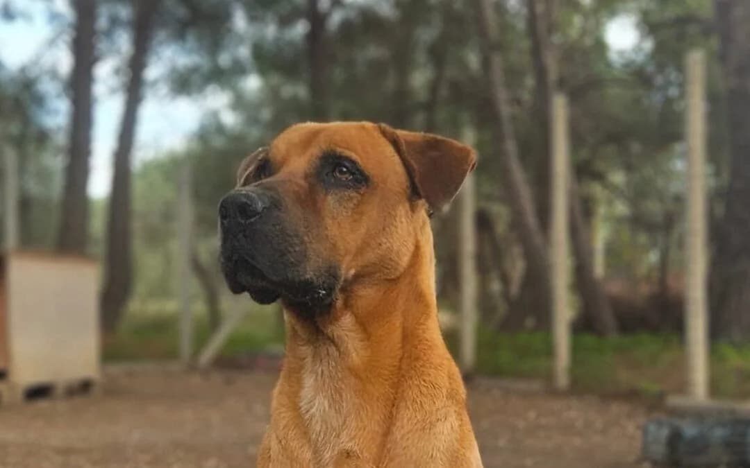 Argo, male 6yo mixed breed for adoption at Canile Rifugio degli Iblei