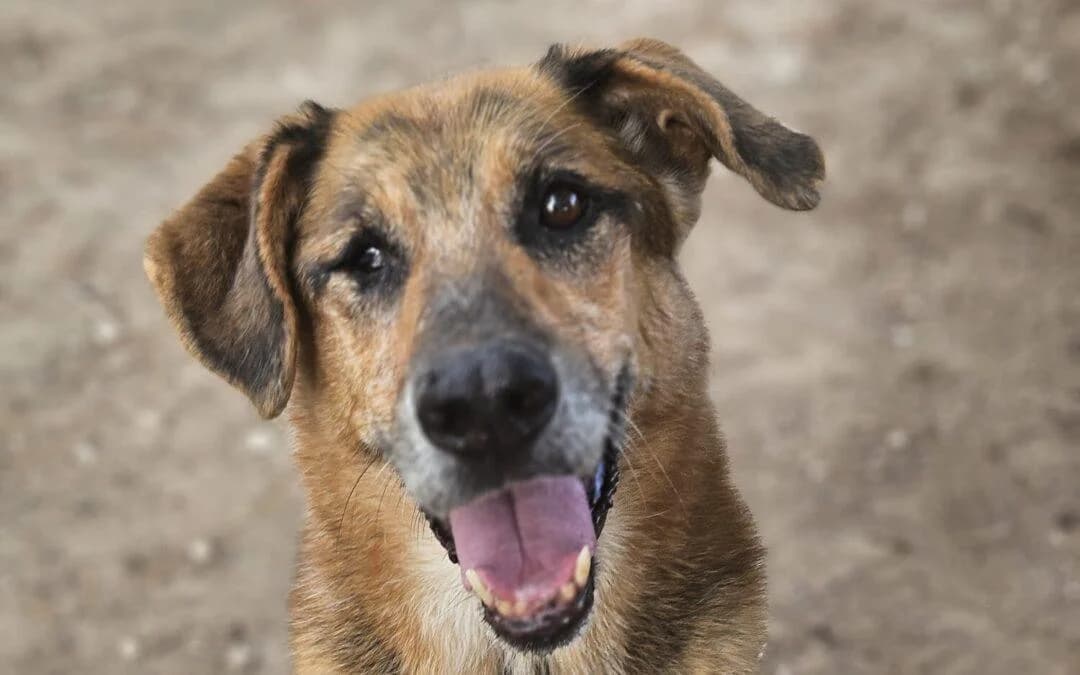 Tobias, male senior German Shepherd for adoption at Canile Rifugio degli Iblei