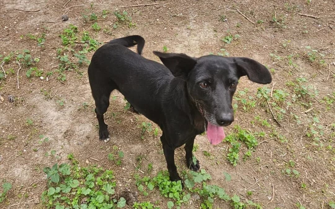 Dolce, female senior mixed breed for adoption at Canile Rifugio degli Iblei