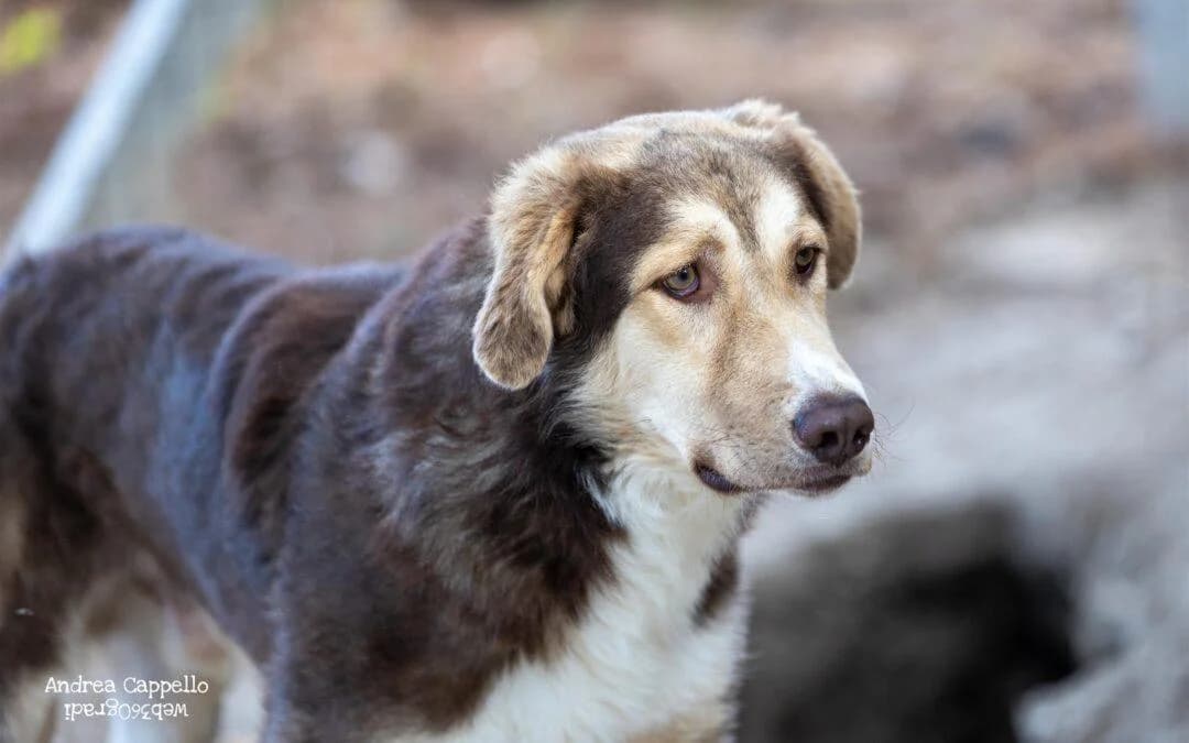 Baloo, male 3yo mixed breed for adoption at Canile Rifugio degli Iblei