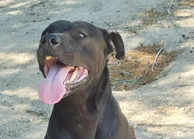 Rocco, male 7yo Pit Bull Terrier for adoption at Canile Rifugio degli Iblei