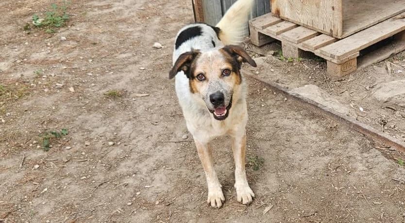 Romeo, male 7yo mixed breed for adoption at Canile Rifugio degli Iblei