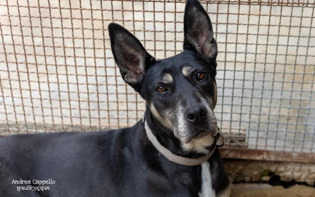 Dolores, female senior Pit Bull Terrier for adoption at Canile Rifugio degli Iblei