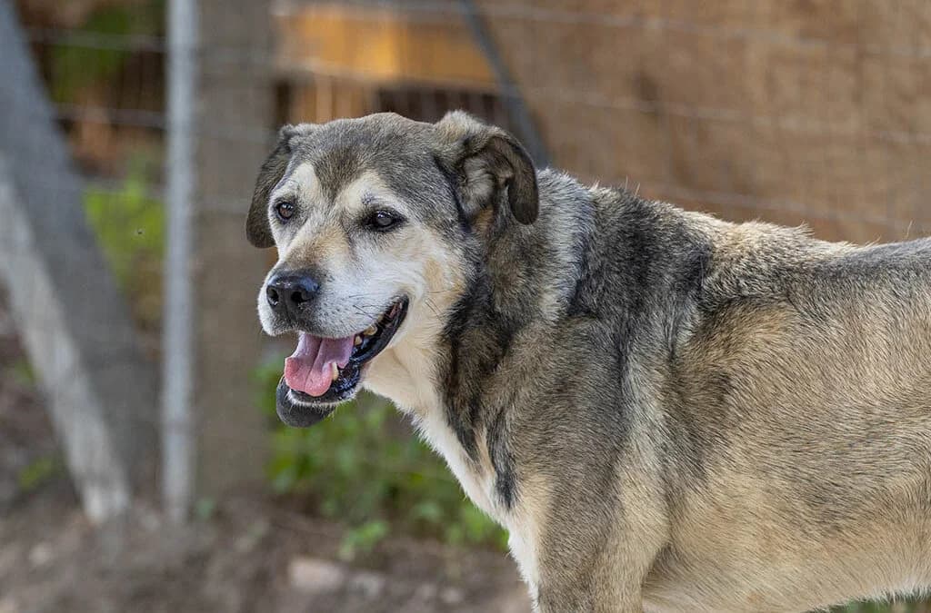 Martino, male senior mixed breed for adoption at Canile Rifugio degli Iblei