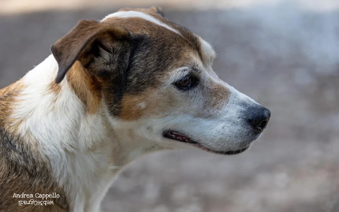 Stella, female senior mixed breed for adoption at Canile Rifugio degli Iblei
