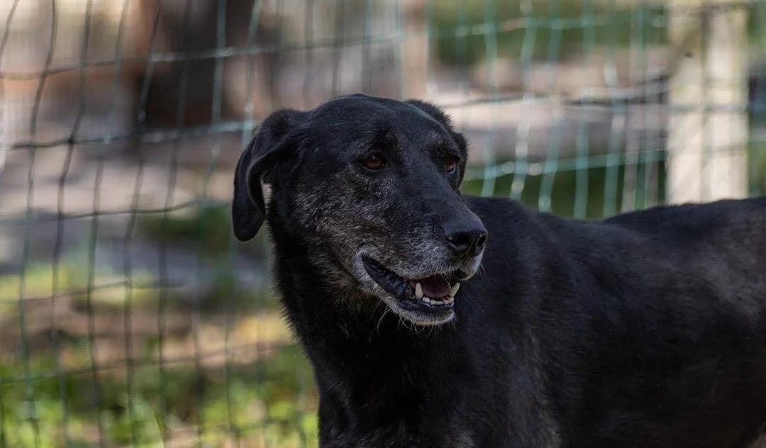 Brioche, female 7yo mixed breed for adoption at Canile Rifugio degli Iblei