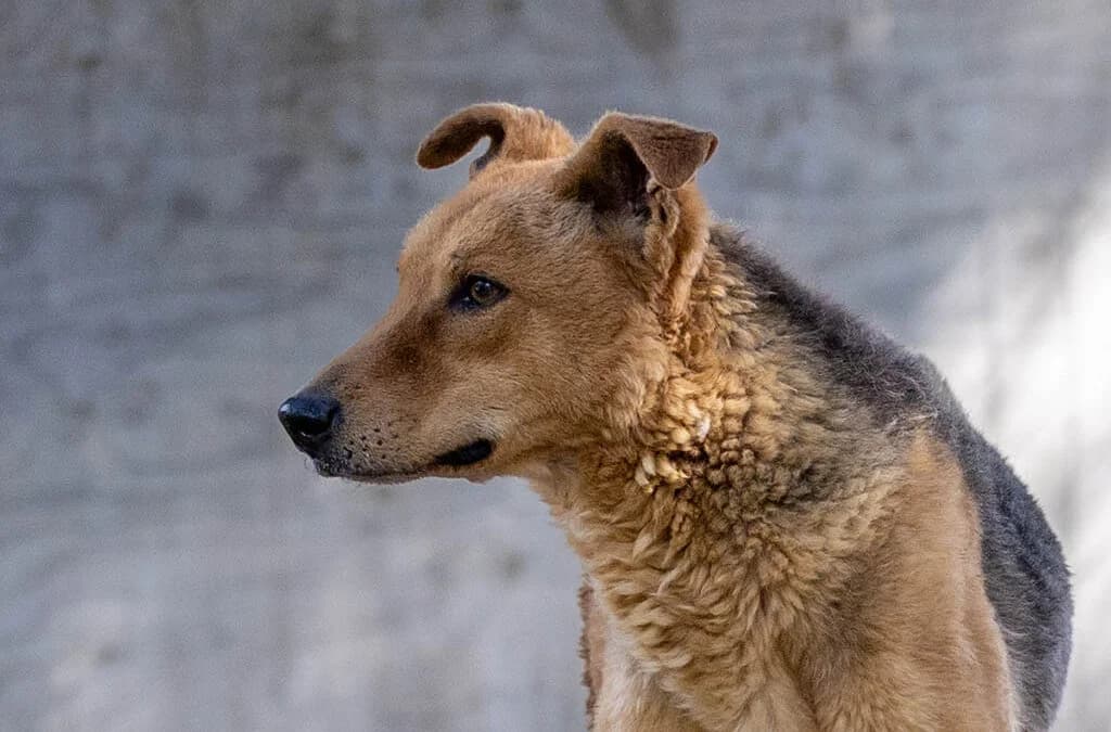Cody, male 7yo mixed breed for adoption at Canile Rifugio degli Iblei