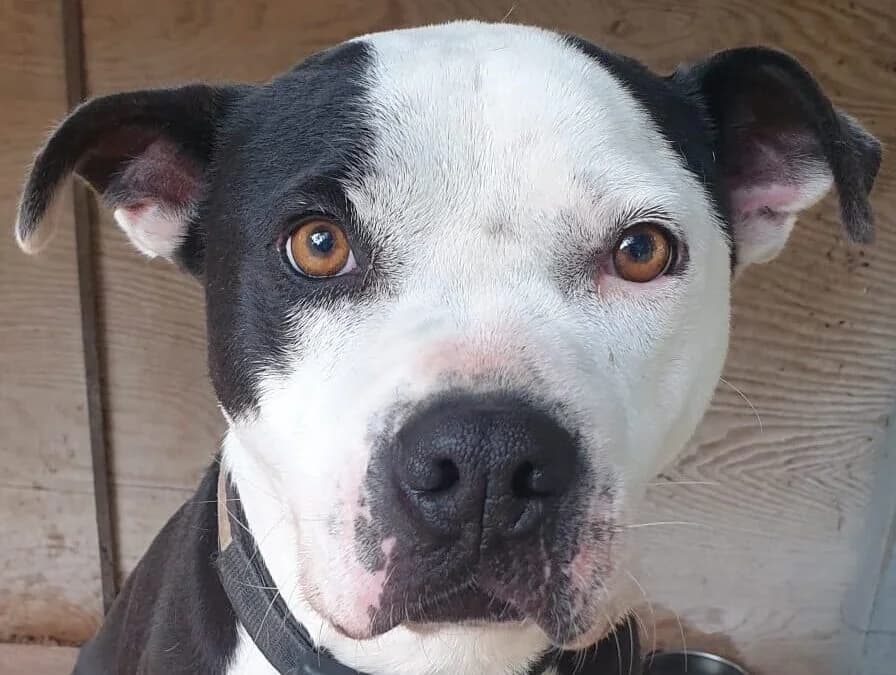 Zen, male senior Pit Bull Terrier for adoption at Canile Rifugio degli Iblei
