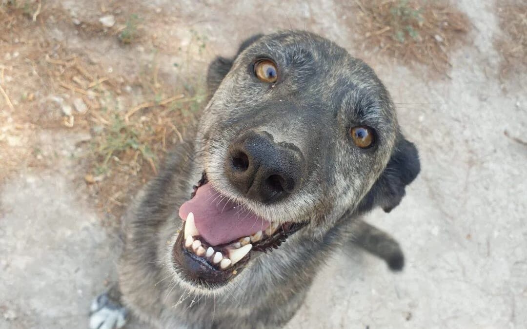 Tigre, female senior mixed breed for adoption at Canile Rifugio degli Iblei