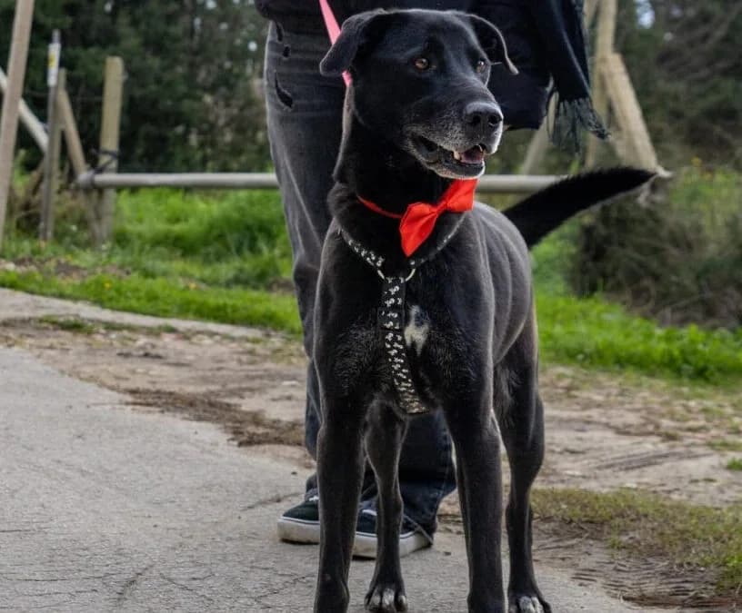Merlo, male 6yo mixed breed for adoption at Canile Rifugio degli Iblei