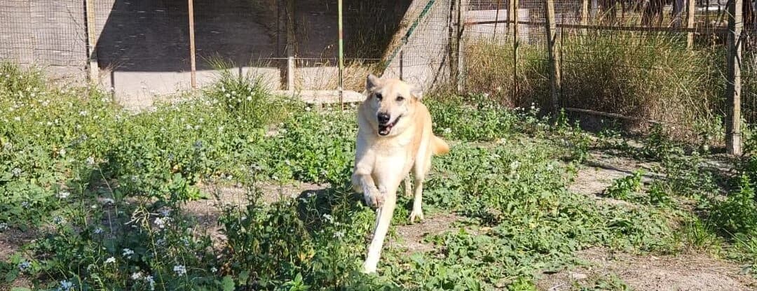 Angelo, male senior mixed breed for adoption at Canile Rifugio degli Iblei