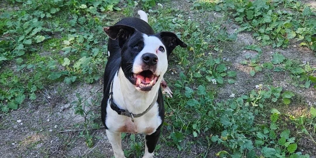 Yuma, female senior Pit Bull Terrier for adoption at Canile Rifugio degli Iblei