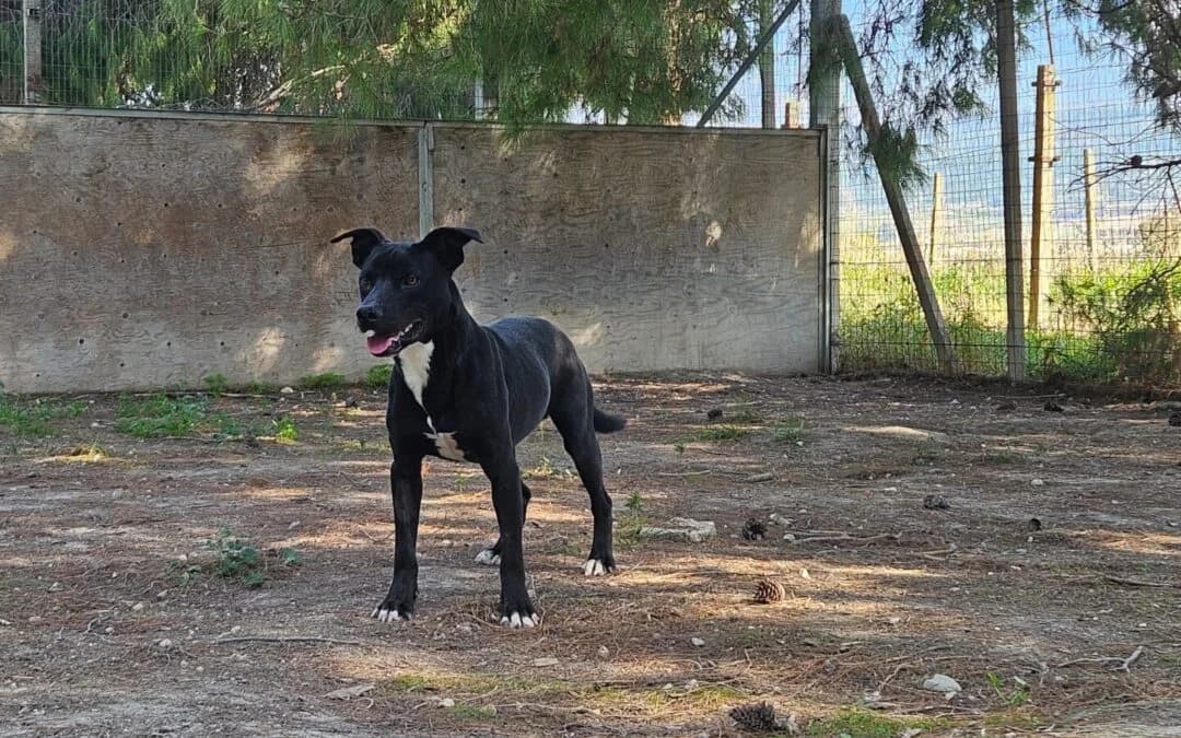 Fred, male young Pit Bull Terrier for adoption at Canile Rifugio degli Iblei