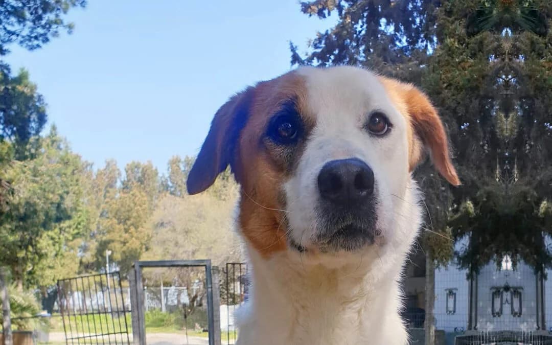Cisco, male mixed breed for adoption at Canile Rifugio degli Iblei