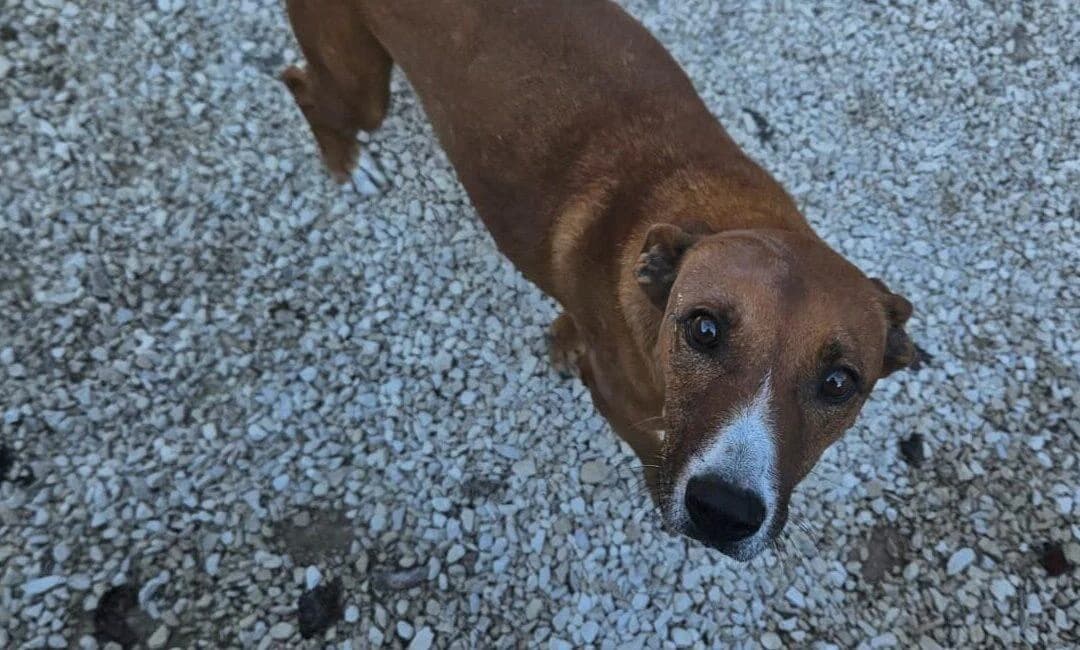 Nocciolo, male senior mixed breed for adoption at Canile Rifugio degli Iblei