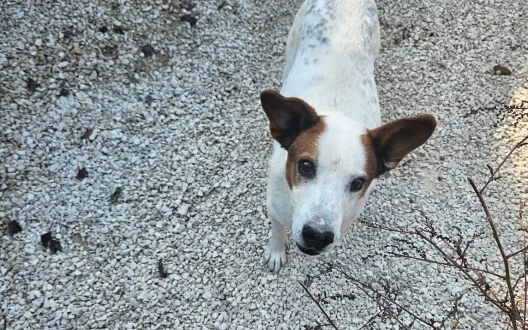 Treperdue, male senior mixed breed for adoption at Canile Rifugio degli Iblei