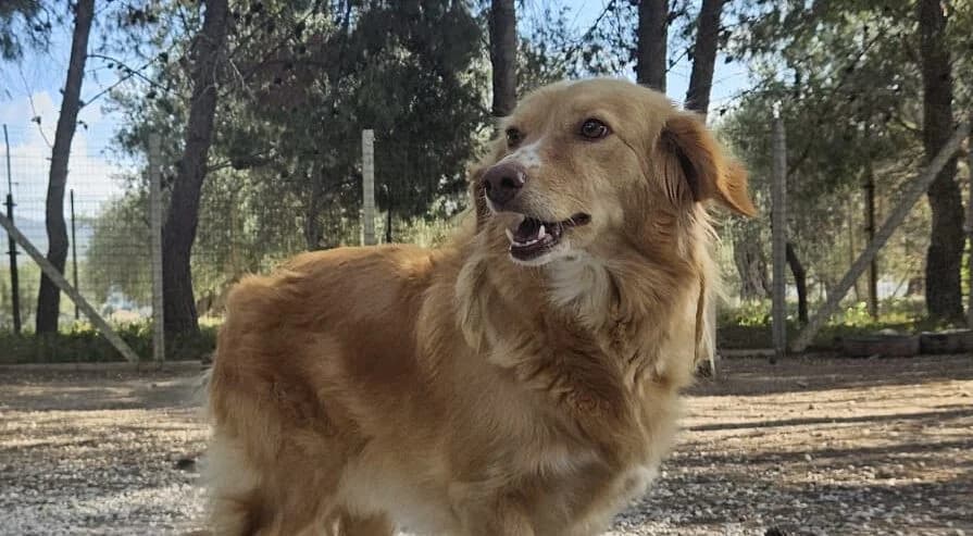 Cecilia, female senior mixed breed for adoption at Canile Rifugio degli Iblei