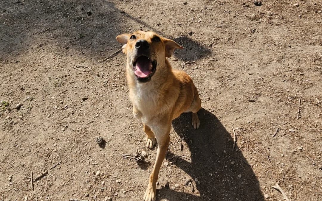 Roger, male 3yo mixed breed for adoption at Canile Rifugio degli Iblei