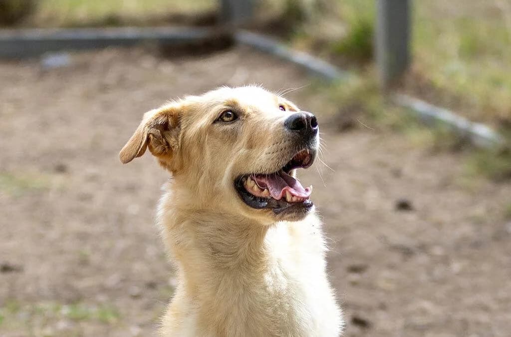 Richard, male 3yo mixed breed for adoption at Canile Rifugio degli Iblei