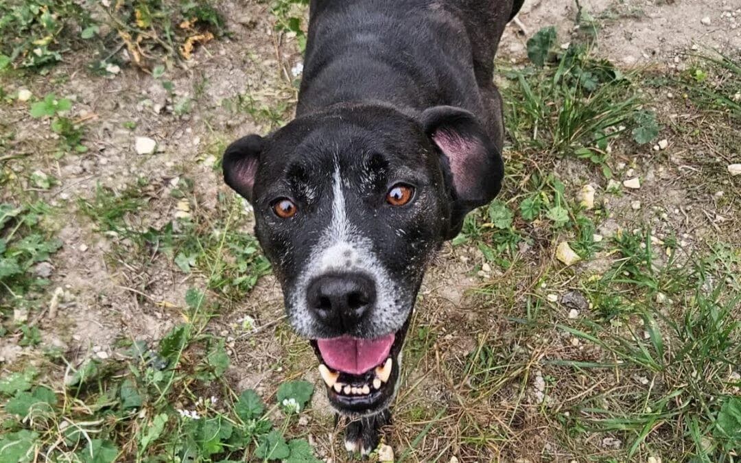Elf, male senior Pit Bull Terrier for adoption at Canile Rifugio degli Iblei