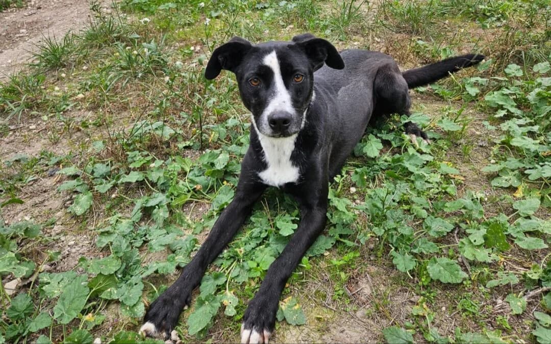 Juve, female 7yo mixed breed for adoption at Canile Rifugio degli Iblei