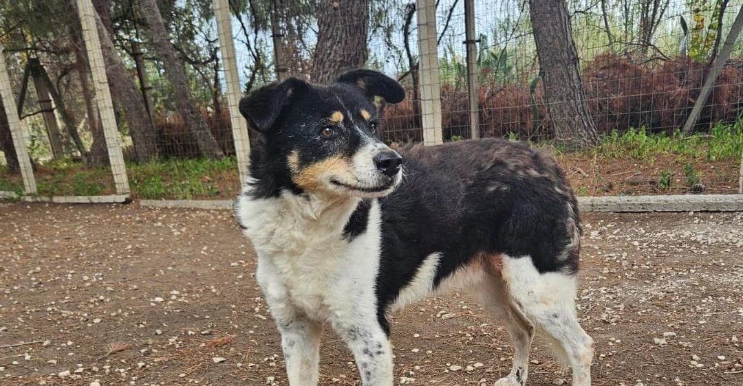 Regalo, male senior mixed breed for adoption at Canile Rifugio degli Iblei