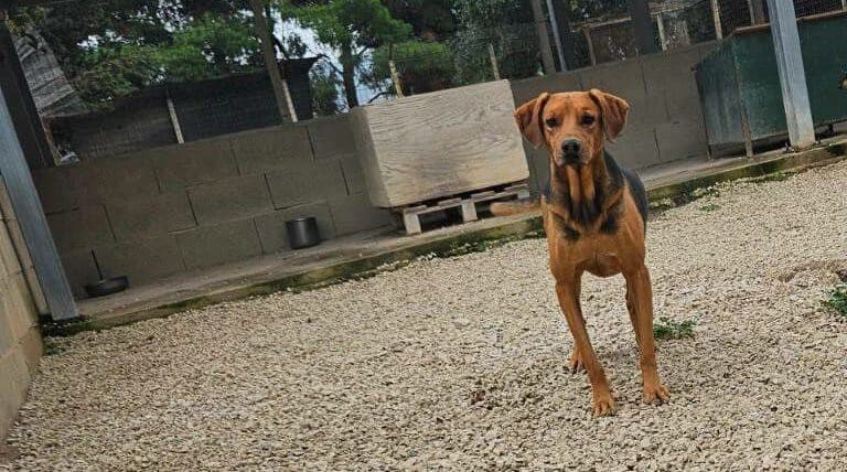 Walter, male senior mixed breed for adoption at Canile Rifugio degli Iblei