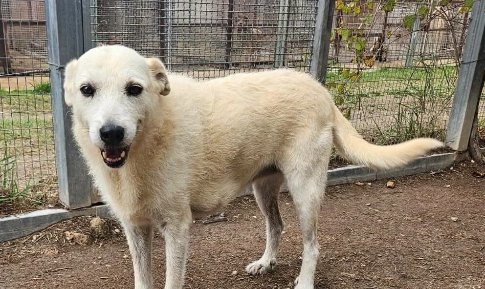 Latte(Bamby), female senior mixed breed for adoption at Canile Rifugio degli Iblei