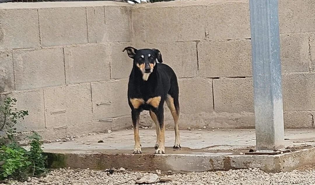 Fatina, female senior mixed breed for adoption at Canile Rifugio degli Iblei