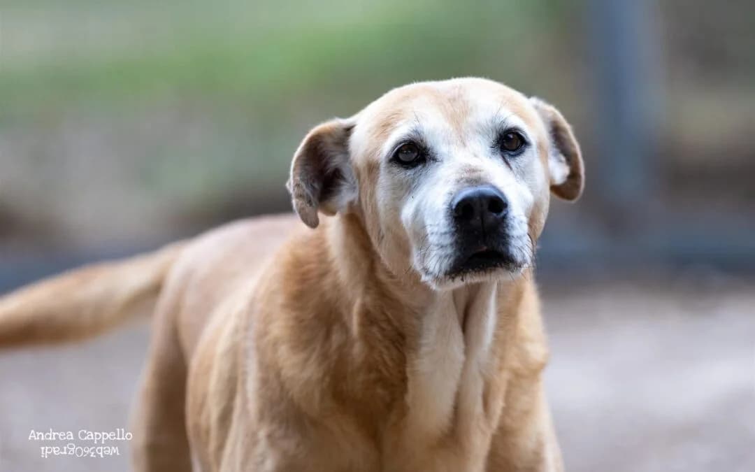 Miele(Tara), female senior mixed breed for adoption at Canile Rifugio degli Iblei