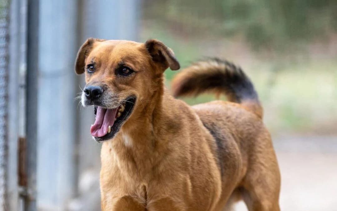 Liam, male senior mixed breed for adoption at Canile Rifugio degli Iblei