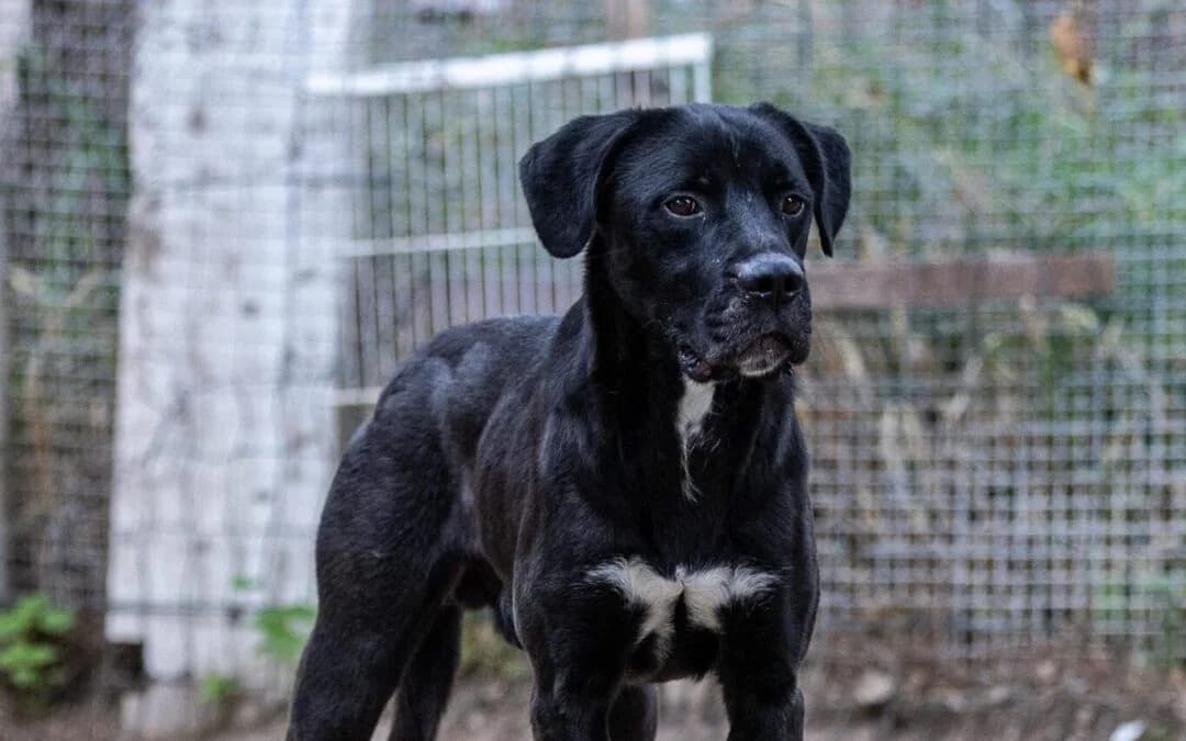 Argo, male 6yo mixed breed for adoption at Canile Rifugio degli Iblei