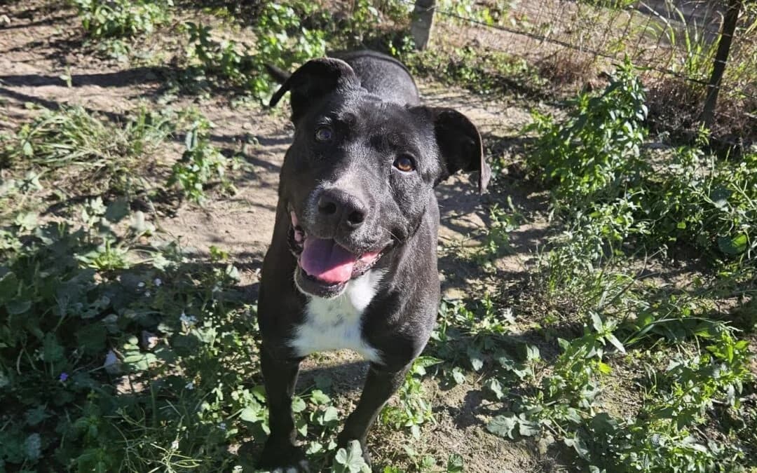 Mamy, female senior Pit Bull Terrier for adoption at Canile Rifugio degli Iblei