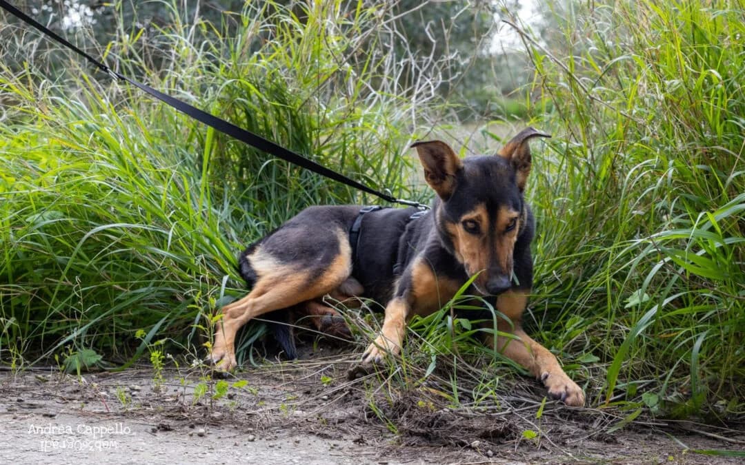 Pinocchio, male senior mixed breed for adoption at Canile Rifugio degli Iblei
