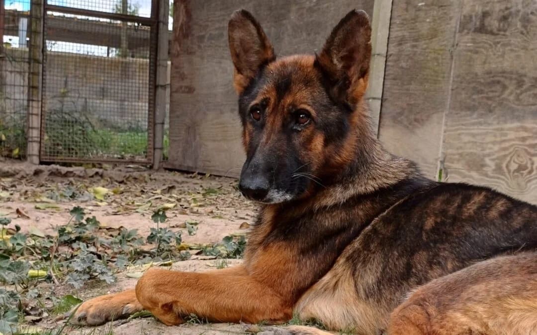 Rosalia, female 6yo mixed breed for adoption at Canile Rifugio degli Iblei