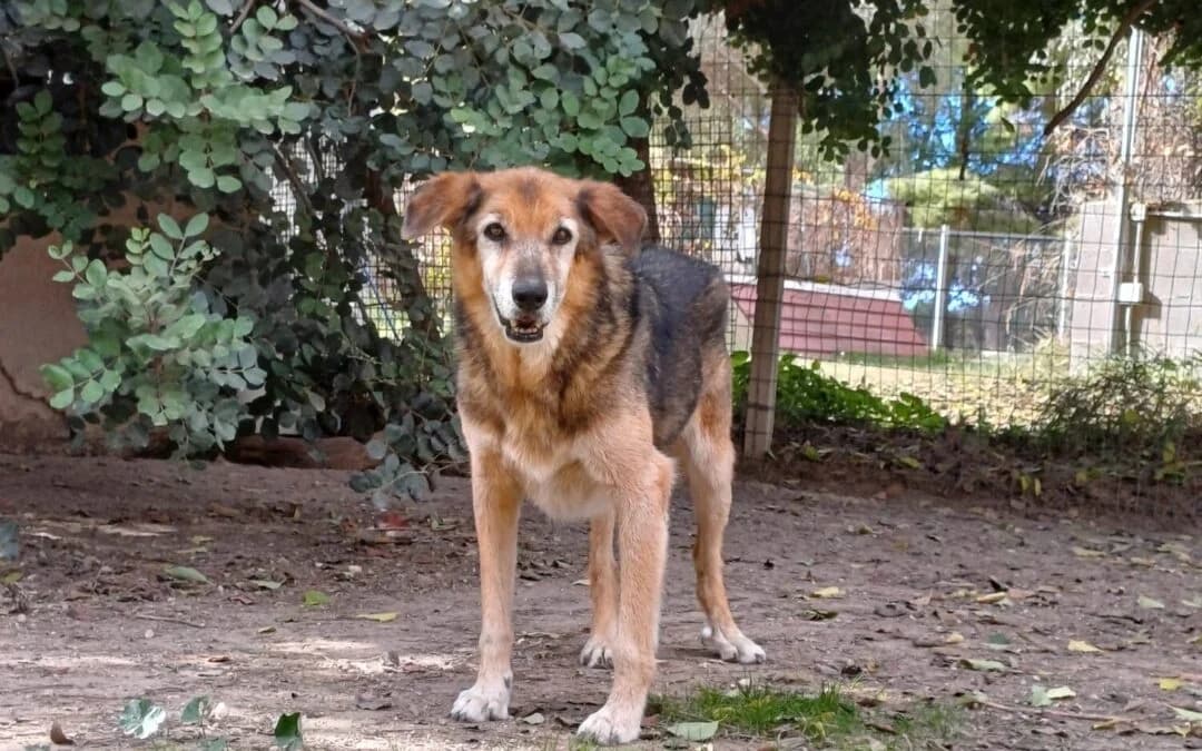 Tom, male senior mixed breed for adoption at Canile Rifugio degli Iblei