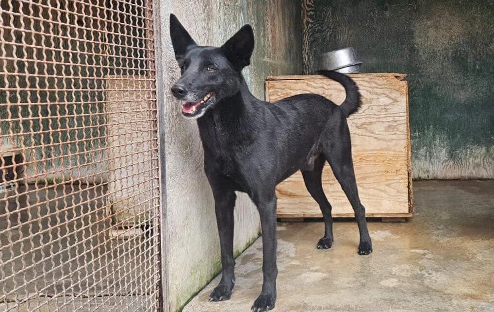 Medoro, male senior mixed breed for adoption at Canile Rifugio degli Iblei