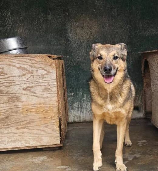 Arancina, female senior mixed breed for adoption at Canile Rifugio degli Iblei