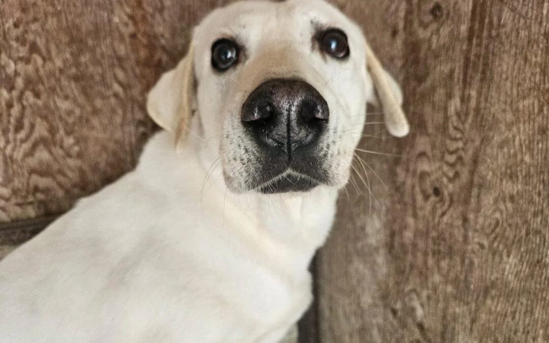 Corrado, male senior mixed breed for adoption at Canile Rifugio degli Iblei