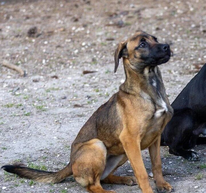 Lizzie, female Cane Corso for adoption at Canile Rifugio degli Iblei