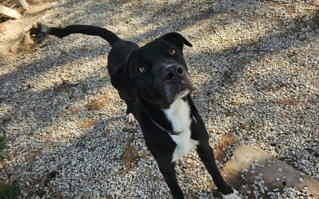 Tommy, male mixed breed for adoption at Canile Rifugio degli Iblei