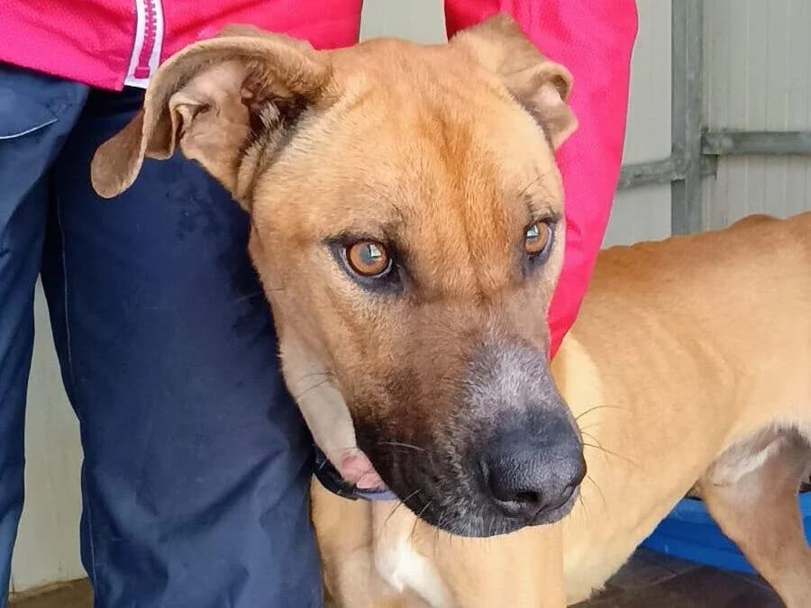 Kobe, male young mixed breed for adoption at Canile Rifugio degli Iblei