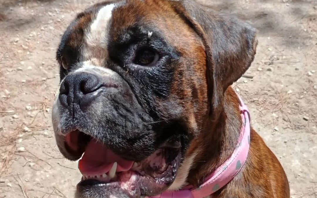 HENRY, male 3yo mixed breed for adoption at Canile Rifugio degli Iblei