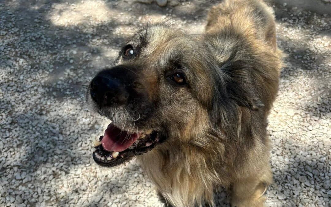 Eolo, male 6yo mixed breed for adoption at Canile Rifugio degli Iblei