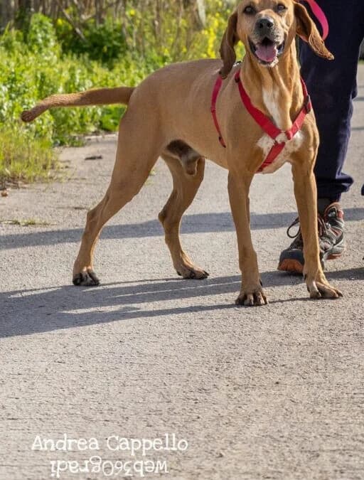 Pitagora, male 6yo mixed breed for adoption at Canile Rifugio degli Iblei