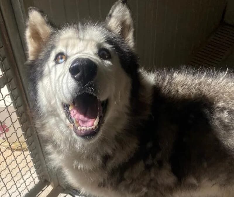 Balto, male 3yo Husky for adoption at Canile Rifugio degli Iblei