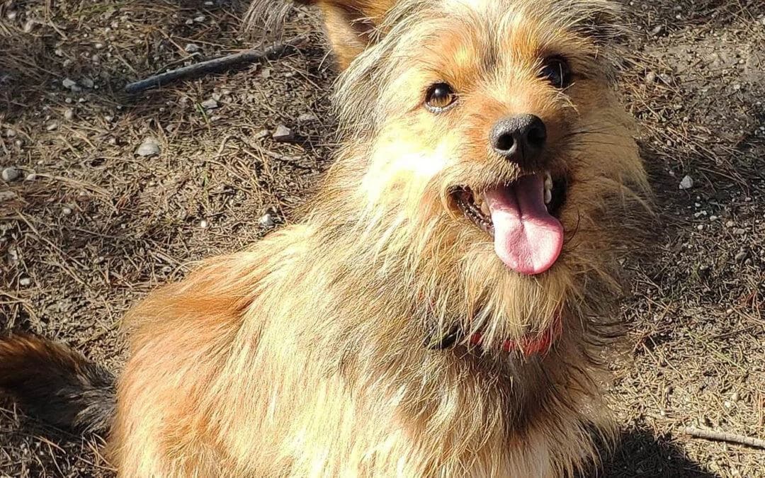 Sid, male Yorkshire Terrier for adoption at Canile Rifugio degli Iblei