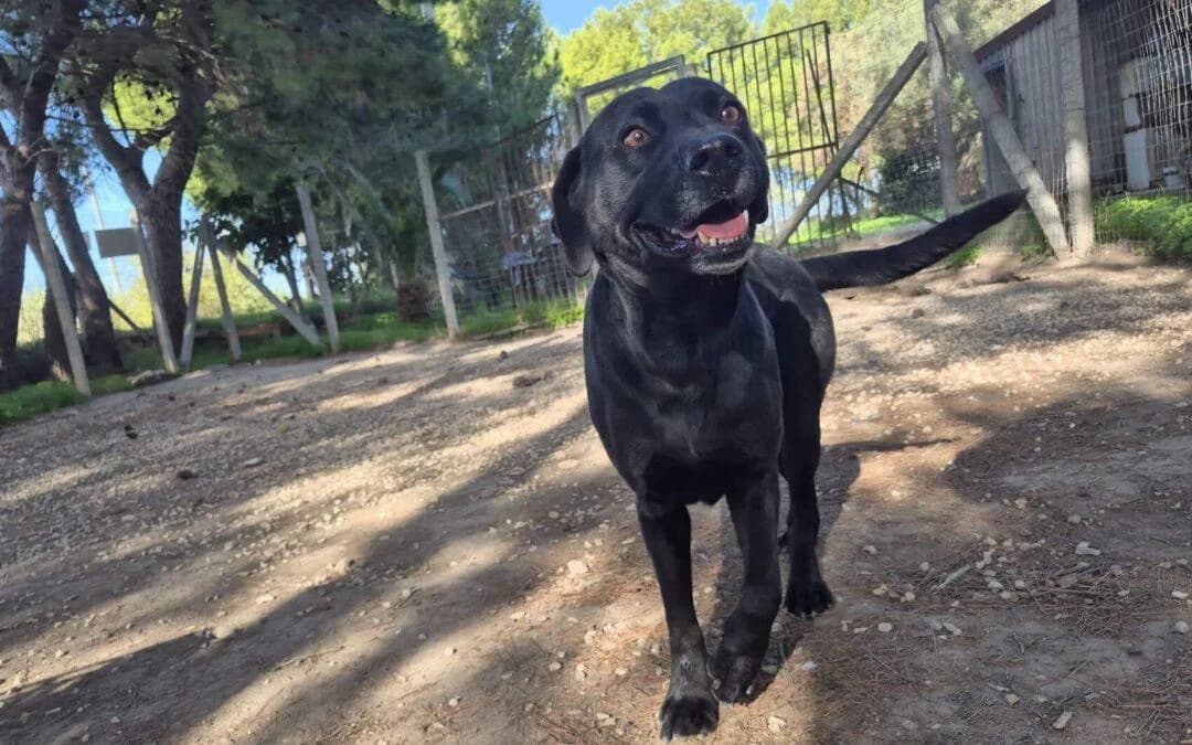 Marina, female 5yo mixed breed for adoption at Canile Rifugio degli Iblei