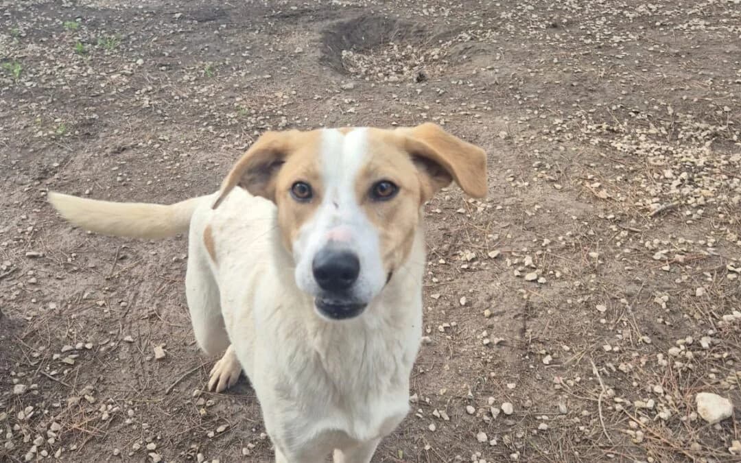 ALTEA, female young mixed breed for adoption at Canile Rifugio degli Iblei