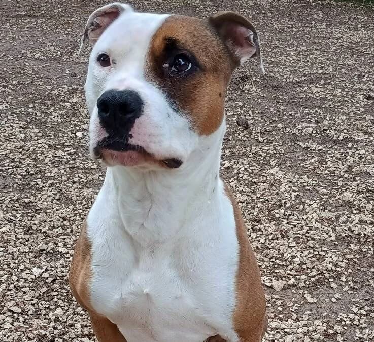 KIM, female 3yo Mixed Breed for adoption at Canile Rifugio degli Iblei
